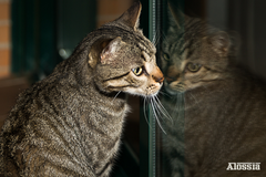 UN PENIQUE POR TUS PENSAMIENTOS